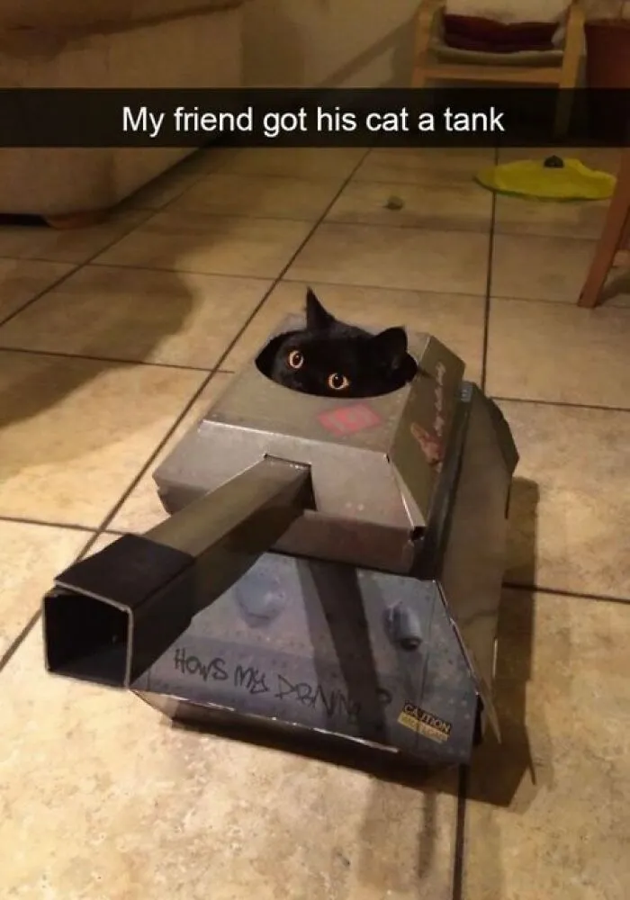 40 Of The Cutest And Most Chaotic Pics From This Twitter Account Dedicated To Cats (New Pics)