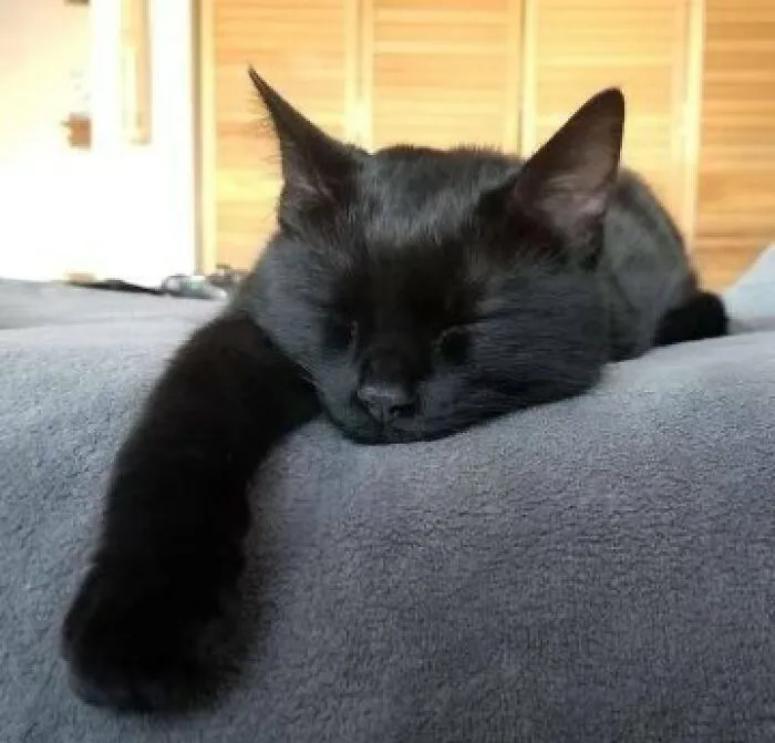 40 Of The Cutest And Most Chaotic Pics From This Twitter Account Dedicated To Cats (New Pics)