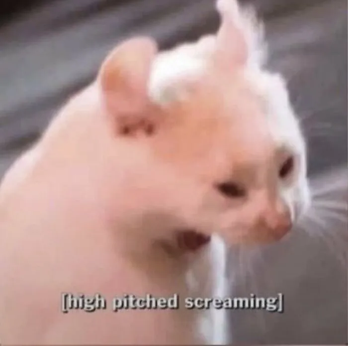 40 Of The Cutest And Most Chaotic Pics From This Twitter Account Dedicated To Cats (New Pics)
