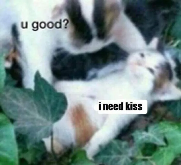 40 Of The Cutest And Most Chaotic Pics From This Twitter Account Dedicated To Cats (New Pics)