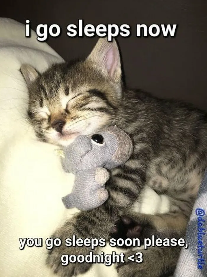 40 Of The Cutest And Most Chaotic Pics From This Twitter Account Dedicated To Cats (New Pics)