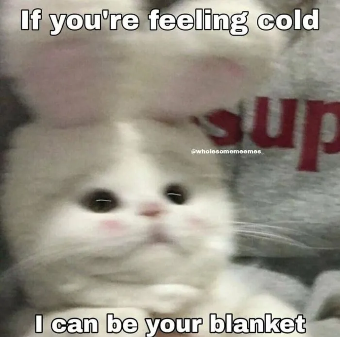 40 Of The Cutest And Most Chaotic Pics From This Twitter Account Dedicated To Cats (New Pics)