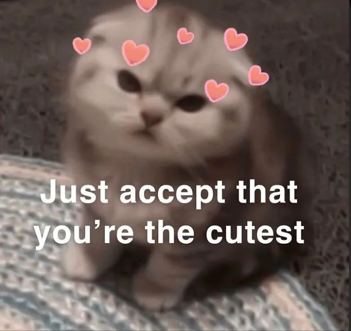 40 Of The Cutest And Most Chaotic Pics From This Twitter Account Dedicated To Cats (New Pics)