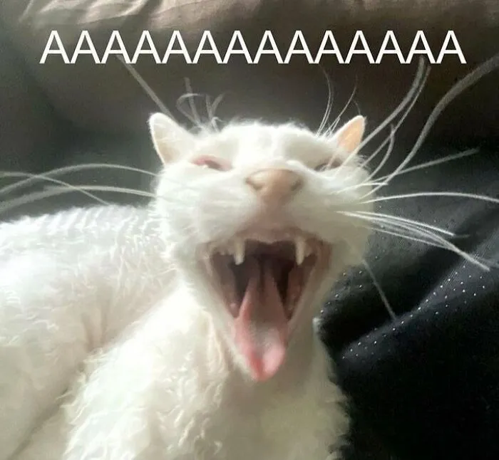 40 Of The Cutest And Most Chaotic Pics From This Twitter Account Dedicated To Cats (New Pics)