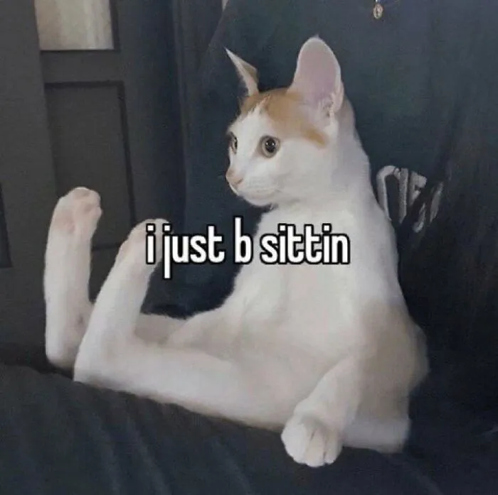 40 Of The Cutest And Most Chaotic Pics From This Twitter Account Dedicated To Cats (New Pics)