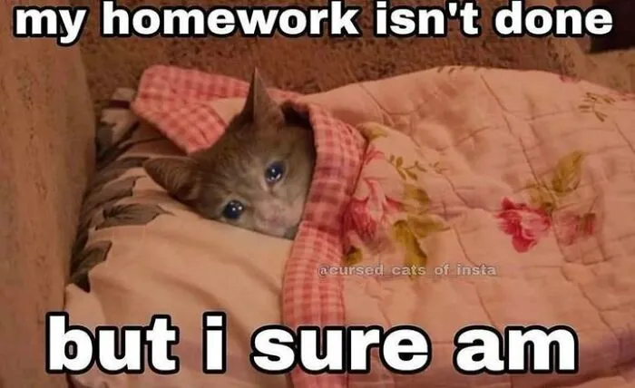 40 Of The Cutest And Most Chaotic Pics From This Twitter Account Dedicated To Cats (New Pics)