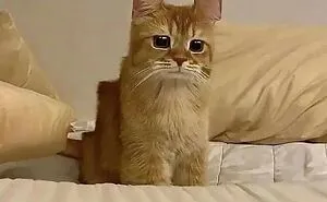 40 Of The Cutest And Most Chaotic Pics From This Twitter Account Dedicated To Cats (New Pics)