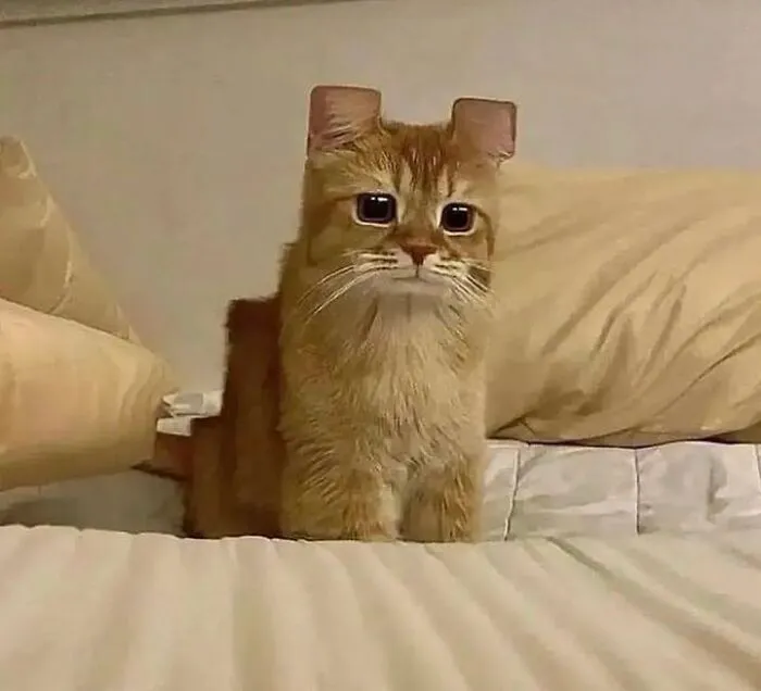 Chaotic-Funny-Cat-Pics
