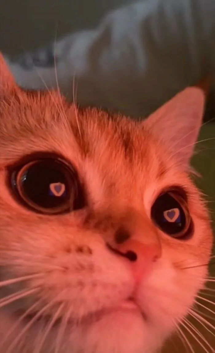 40 Of The Cutest And Most Chaotic Pics From This Twitter Account Dedicated To Cats (New Pics)