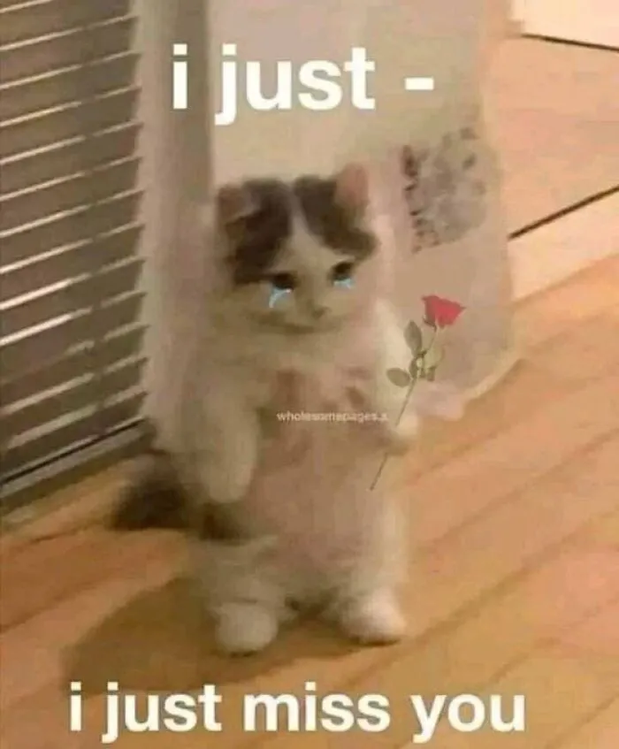 40 Of The Cutest And Most Chaotic Pics From This Twitter Account Dedicated To Cats (New Pics)