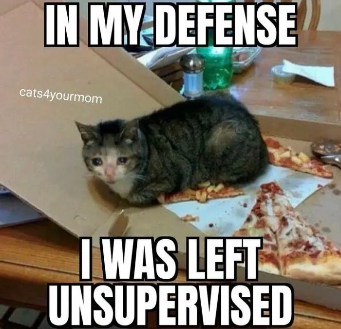 40 Of The Cutest And Most Chaotic Pics From This Twitter Account Dedicated To Cats (New Pics)
