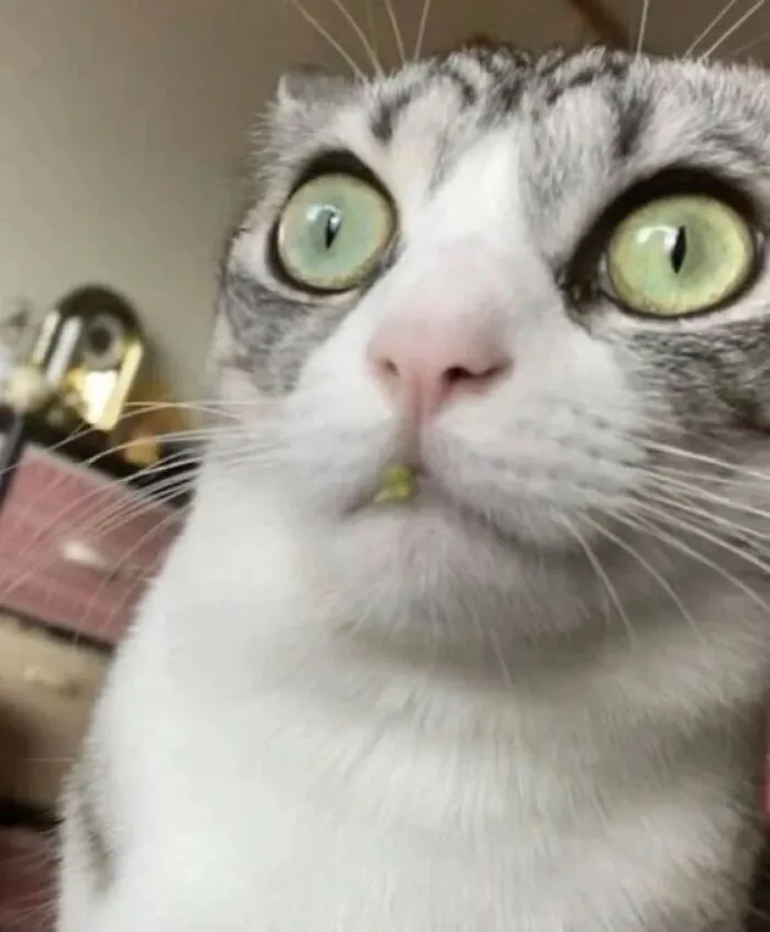 40 Of The Cutest And Most Chaotic Pics From This Twitter Account Dedicated To Cats (New Pics)
