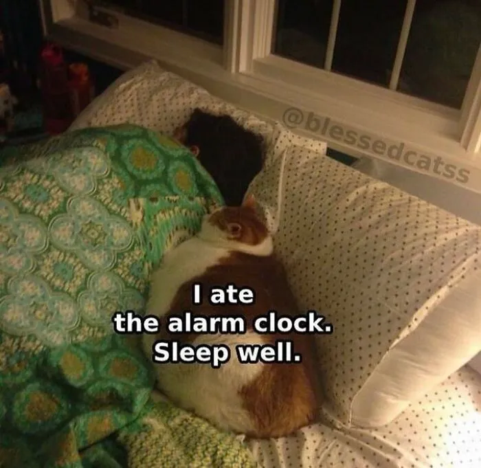 40 Of The Cutest And Most Chaotic Pics From This Twitter Account Dedicated To Cats (New Pics)