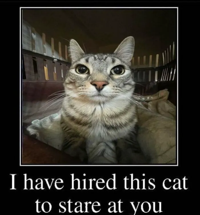 40 Of The Cutest And Most Chaotic Pics From This Twitter Account Dedicated To Cats (New Pics)