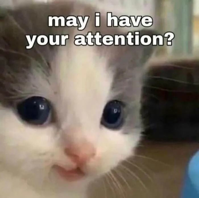 40 Of The Cutest And Most Chaotic Pics From This Twitter Account Dedicated To Cats (New Pics)