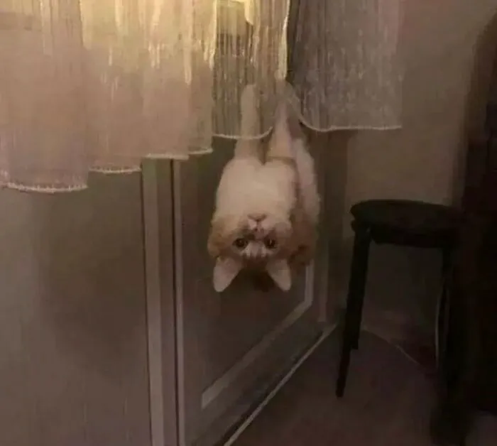 40 Of The Cutest And Most Chaotic Pics From This Twitter Account Dedicated To Cats (New Pics)