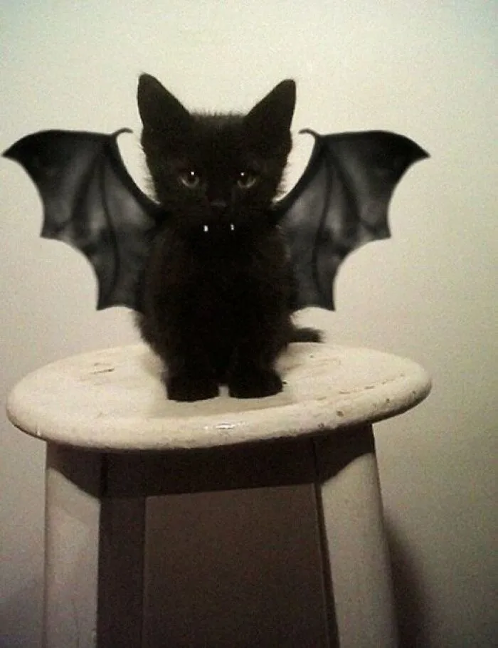 40 Of The Cutest And Most Chaotic Pics From This Twitter Account Dedicated To Cats (New Pics)