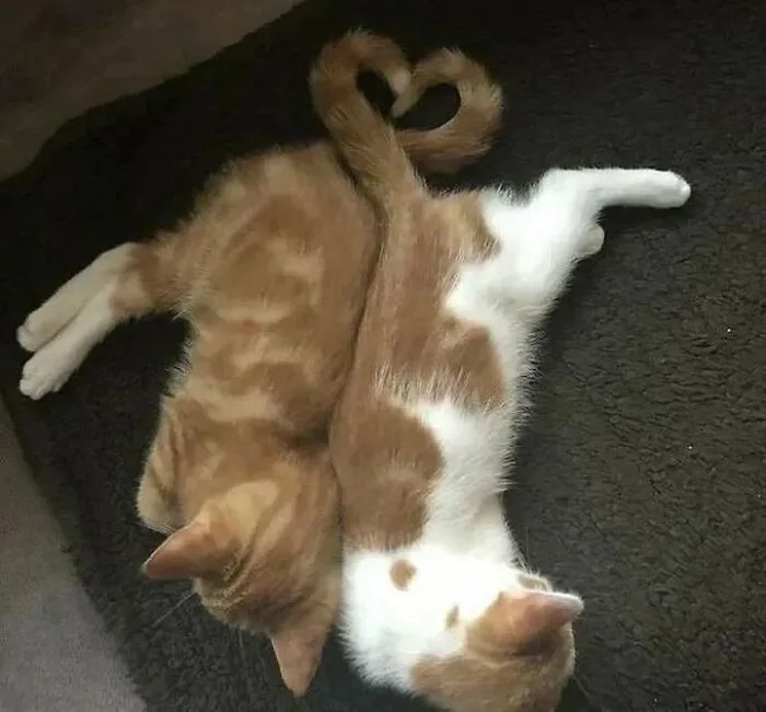 40 Of The Cutest And Most Chaotic Pics From This Twitter Account Dedicated To Cats (New Pics)