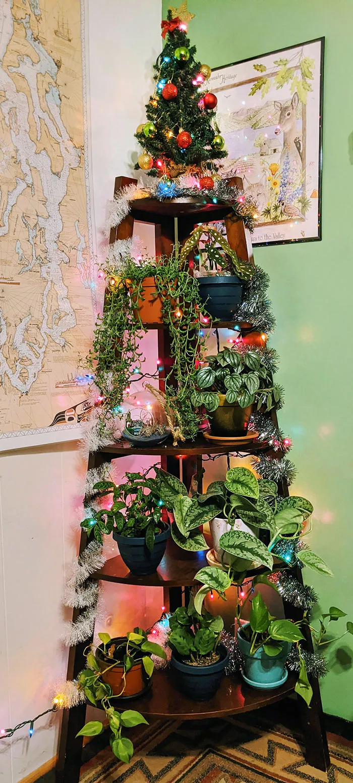 I Set Up My Christmas Tree Last Night