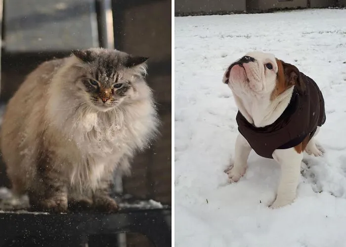 Hey Pandas, Share Your Pets Playing In Snow
