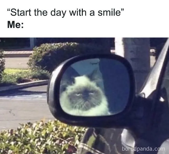 Grumpy cat reflection in car mirror, showcasing relatable meme humor.