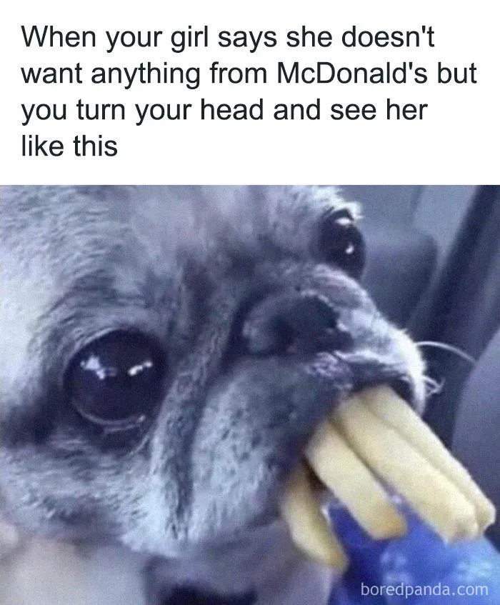 Pug with fries in mouth humorously depicts relatable meme about fast food cravings.