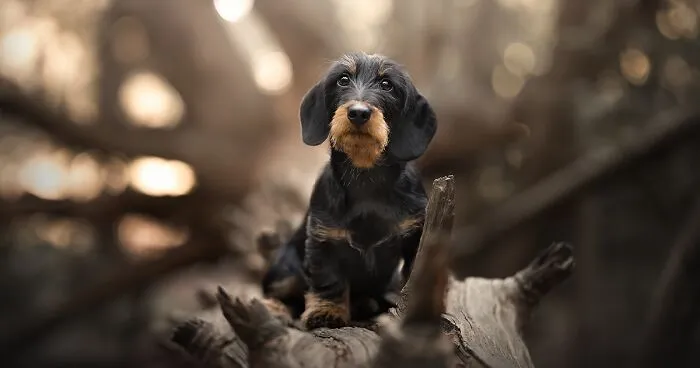 I Took Pictures Of Dogs In Different Parts Of The World (31 Pics)