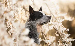 I Took Pictures Of Dogs In Different Parts Of The World (31 Pics)