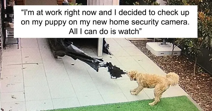 50 Hilariously Painful Pics To Show The Price You Sometimes Have To Pay When Getting A Dog