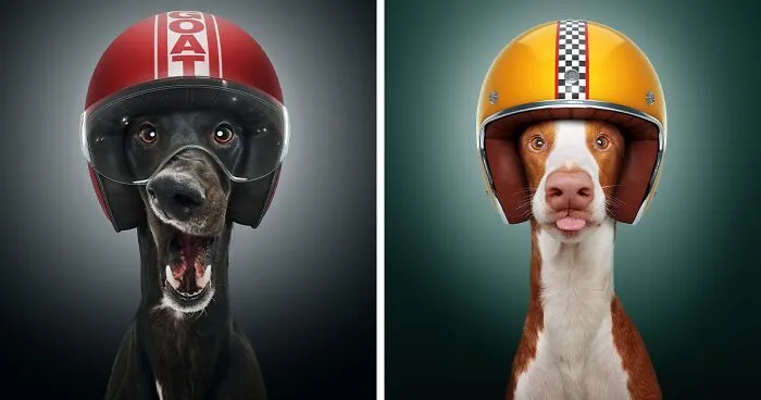 We Portrayed Our Four-Legged Companions As The Fastest Dogs In The World (14 Pics)