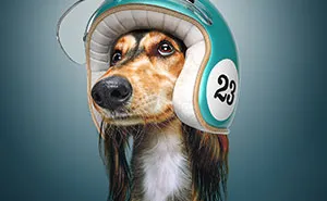 We Portrayed Our Four-Legged Companions As The Fastest Dogs In The World (14 Pics)