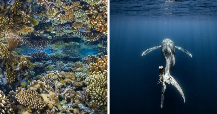 Hey Pandas, Post A Picture Of An Underwater Place That You Love (Closed)