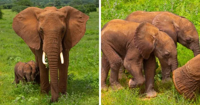 I Saw A Rare Pair Of African Twin Elephants Born In Kenya