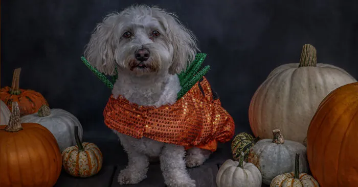 Halloween Pawtrait Shoot (4 Pics)