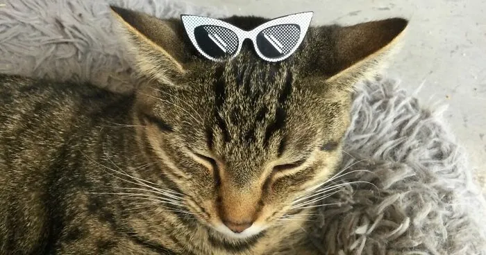 Hey Pandas, Share A Picture Of Your Pets Dressed Up (Closed)