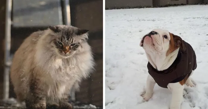 Hey Pandas, Share Your Pets Playing In Snow