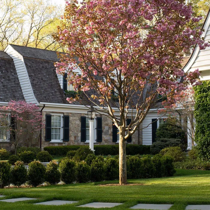 #5 Beautiful Flowering Trees