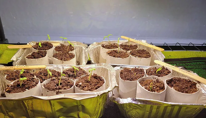 Using Toilet Paper Rolls And Old Metal Takeout Containers To Start My Seeds