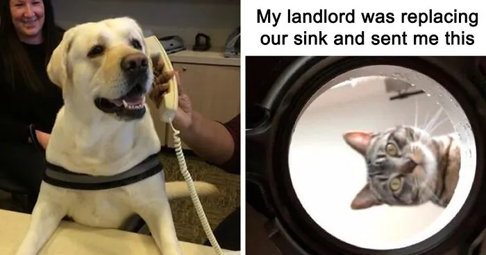 30 Cat And Dog Tweets That Really Could Put A Smile On Your Face, As Shared Online