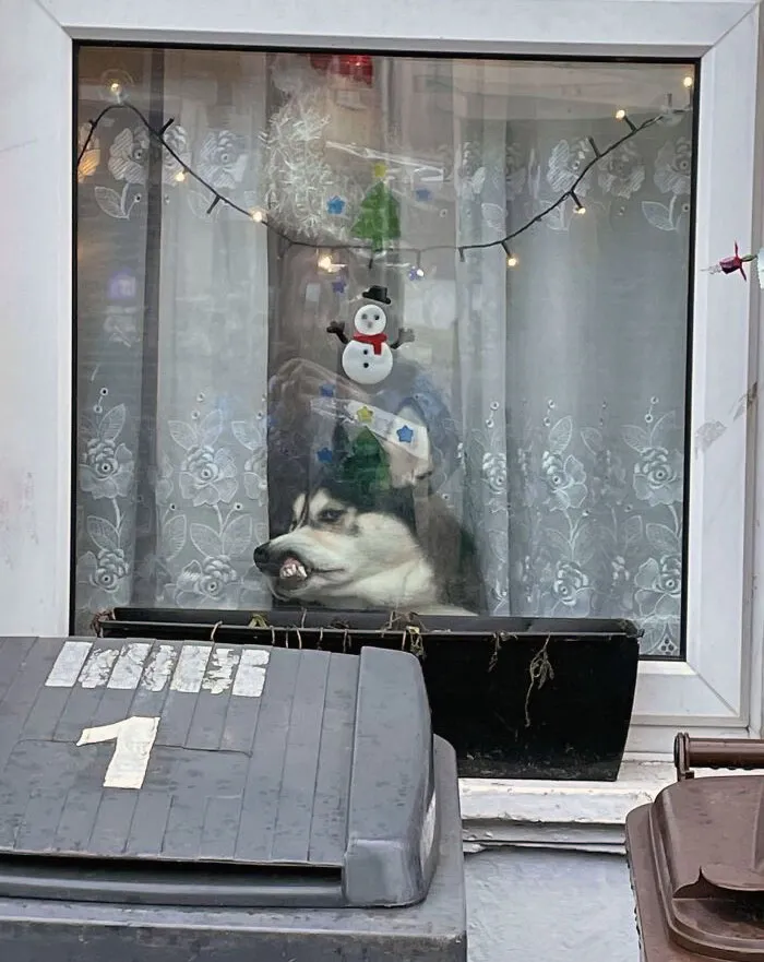 Spotted This Husky While Out For A Walk