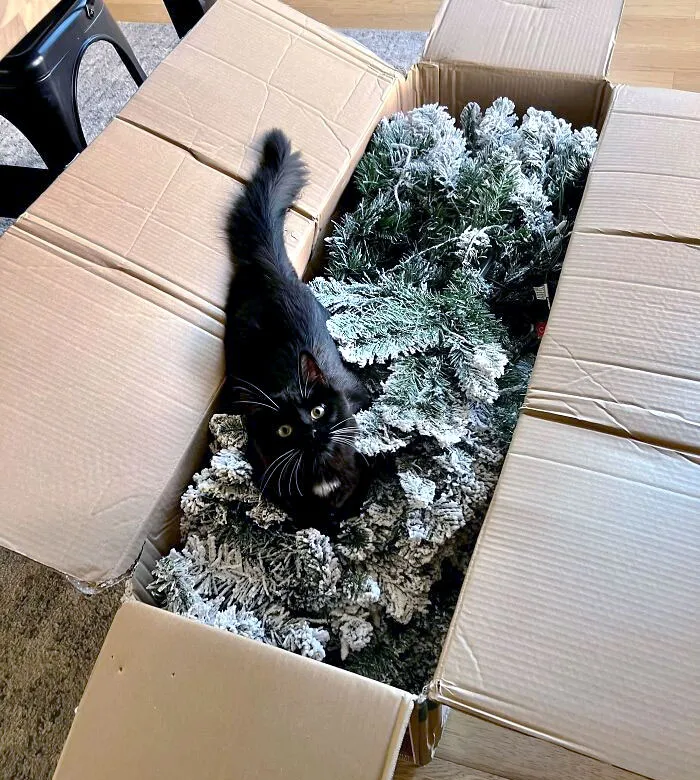 Baby's First Christmas, And She's Already Excited To Destroy The Tree