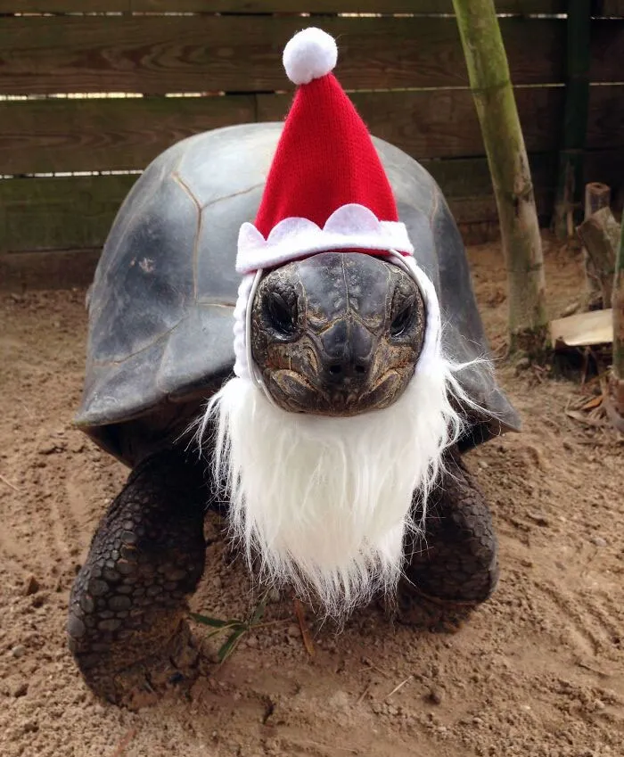 Christmas Is Slowly (And Steadily) Approaching