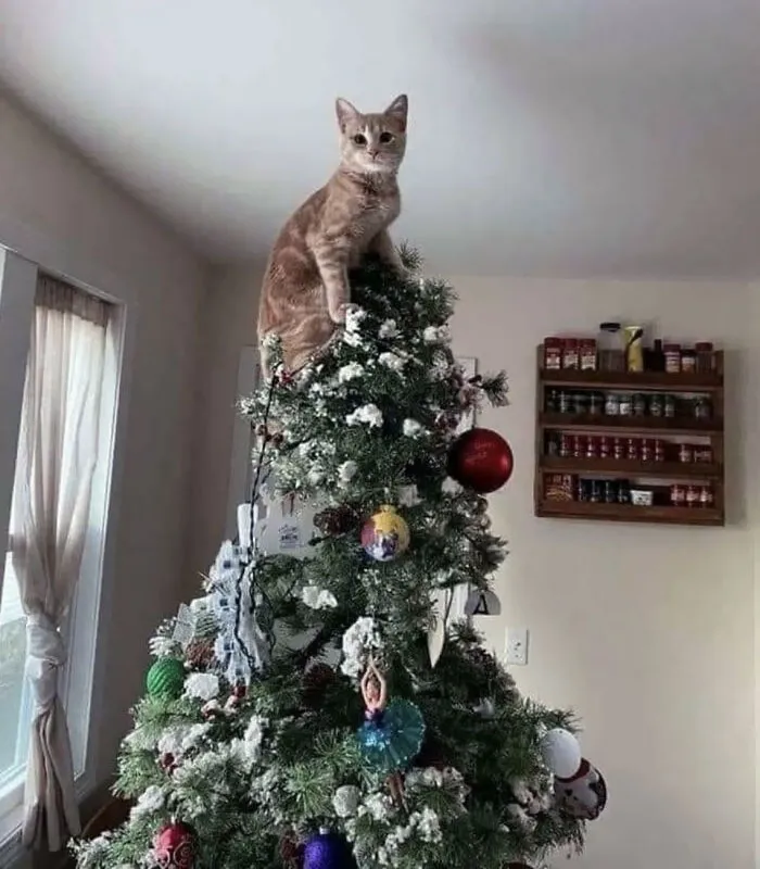 Merry Christmas To You All