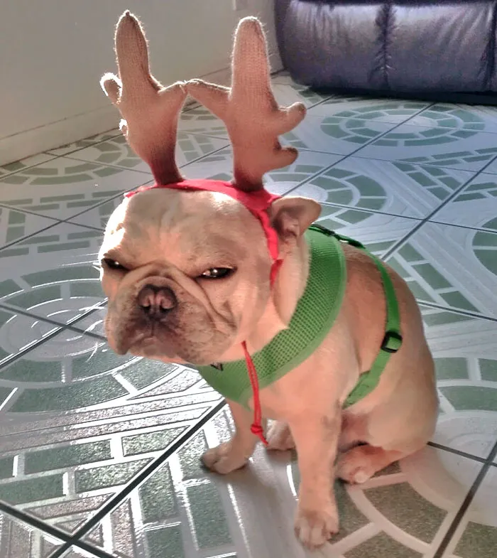 Not Everyone Is As Excited About Christmas