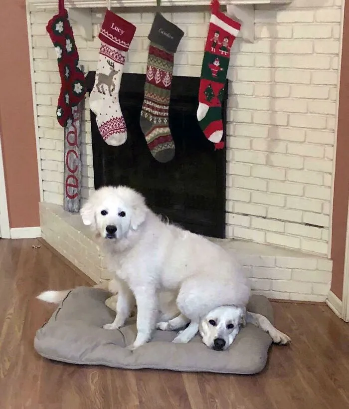 Buster Is Pretty Sure Ollie Is A Christmas Jerk