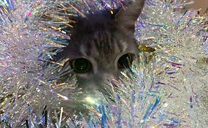 50 Times Pets Made Christmas A Holiday To Remember, For Better Or Worse