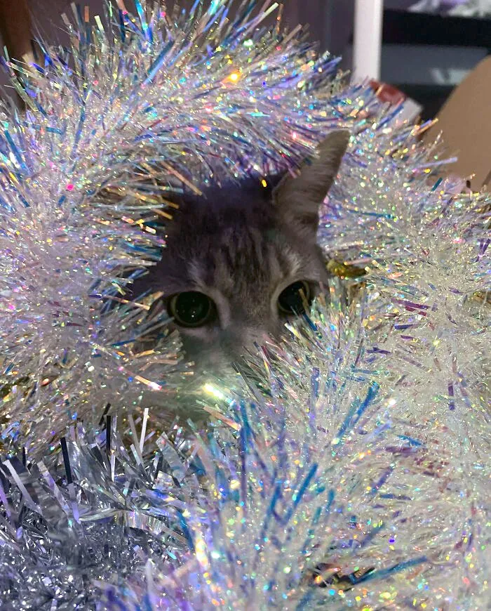 Merry Christmas From Bob