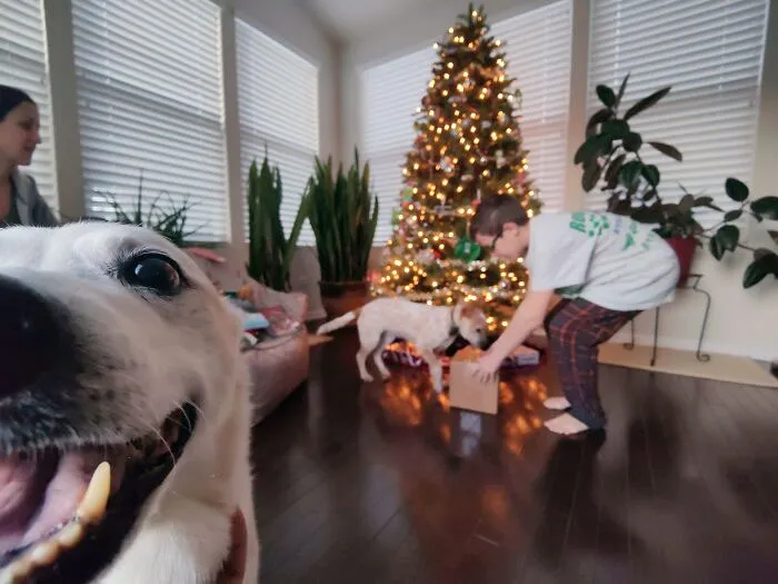 Every Christmas She Perfectly Photobombs At Least One Picture. Zoe Will Be 16-Years-Old In 3 Weeks