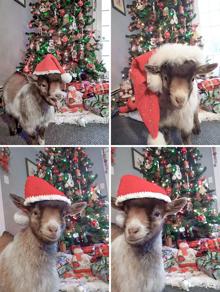 Happy Holidays! My Wife Asked Me To Take Christmas Pictures Of Our Kid. Apparently, This Isn't What She Meant