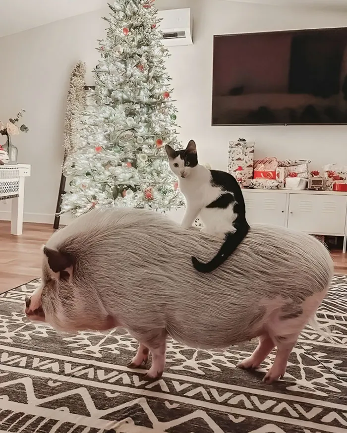 Happy Holidays, Friends. Sending Piggy Smooches To All Of You Near And Far, No Matter What Holiday You Celebrate